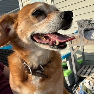 Meet your Posher, Shannon